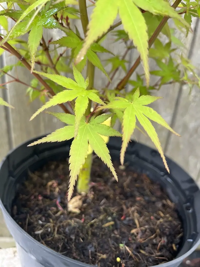 Japanese Maple Acer ‘Phoenix’ (3L) Acer palmatum