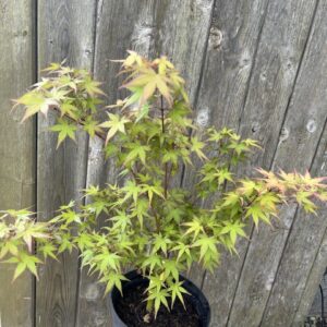 Japanese Maple Acer ‘Phoenix’ (3L) Acer palmatum