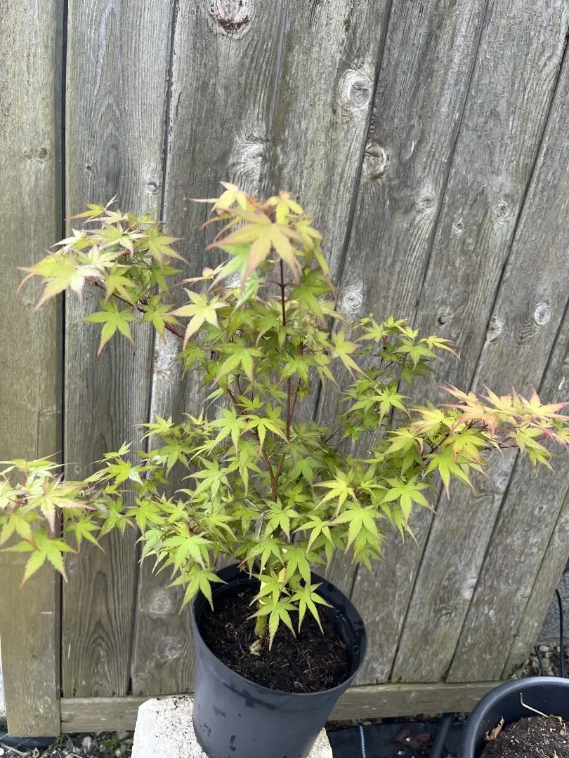 Japanese Maple Acer ‘Phoenix’ (3L) Acer palmatum