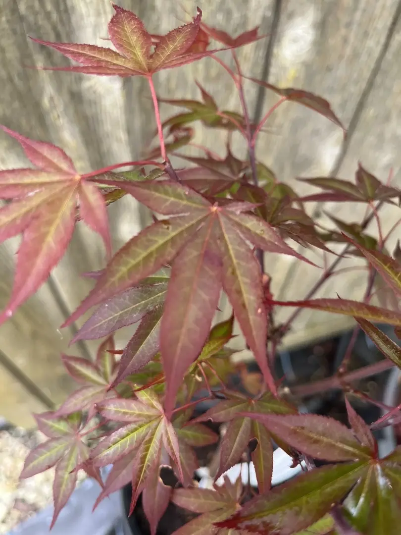 Japanese Maple Acer ‘Red Baron’ 20/40cm (3L) Acer palmatum
