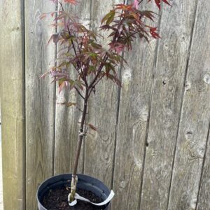 Japanese Maple Acer ‘Red Baron’ 20/40cm (3L) Acer palmatum