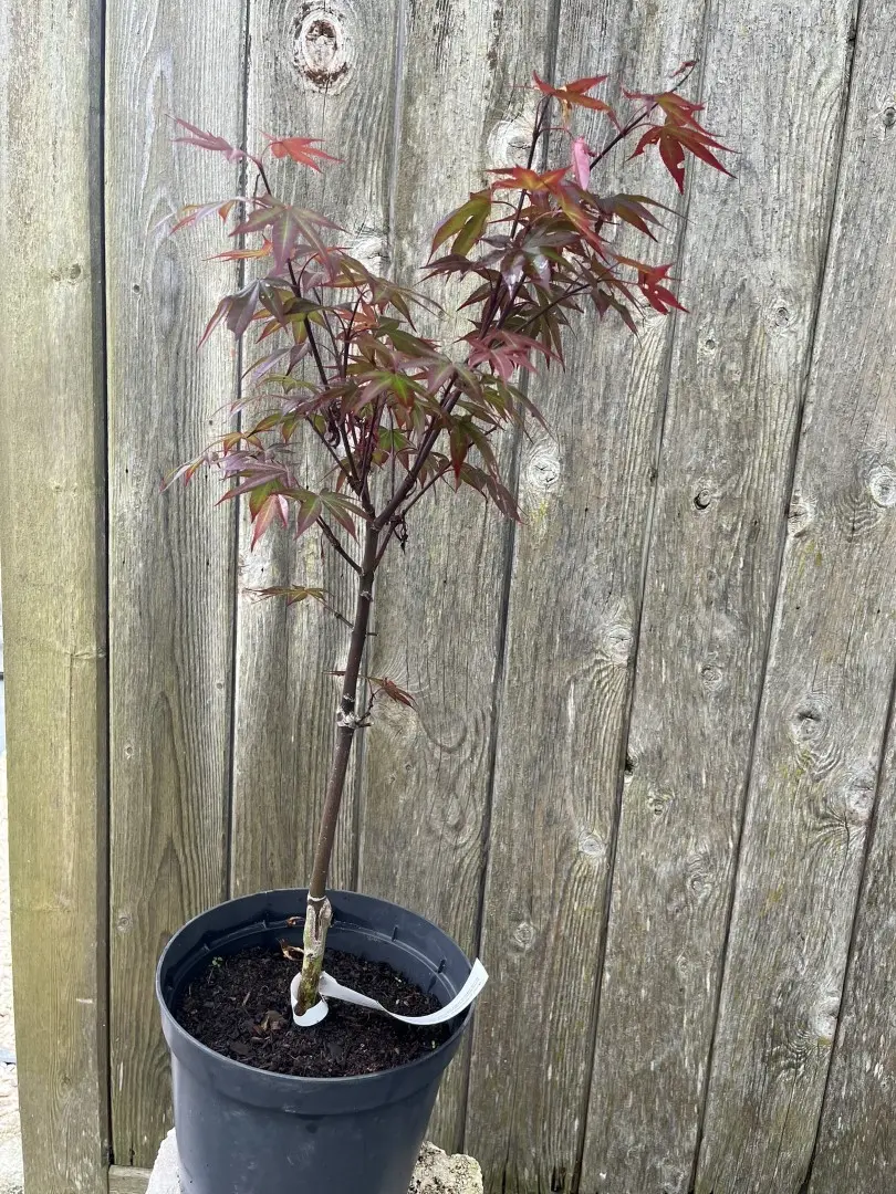 Japanese Maple Acer ‘Red Baron’ 20/40cm (3L) Acer palmatum