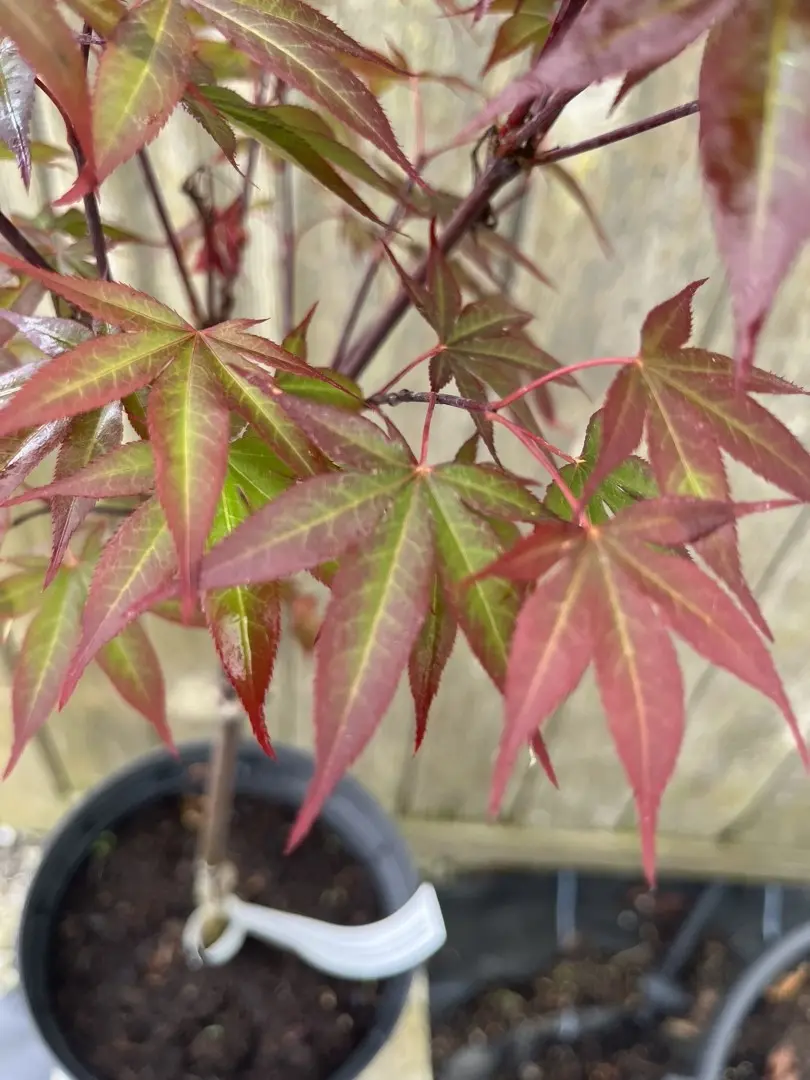 Japanese Maple Acer ‘Red Baron’ 20/40cm (3L) Acer palmatum
