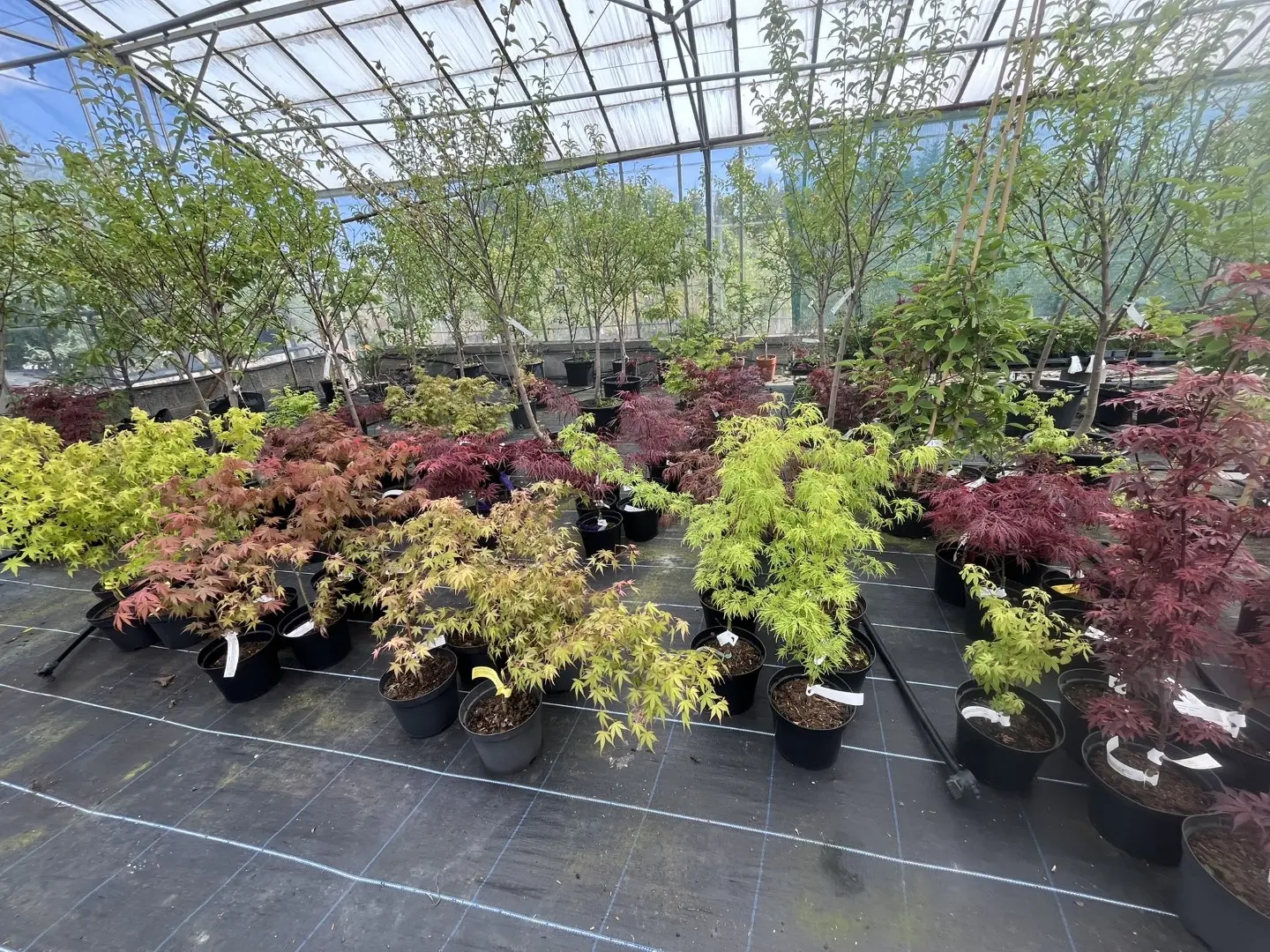 Japanese Maple Acers / Acer palmatum