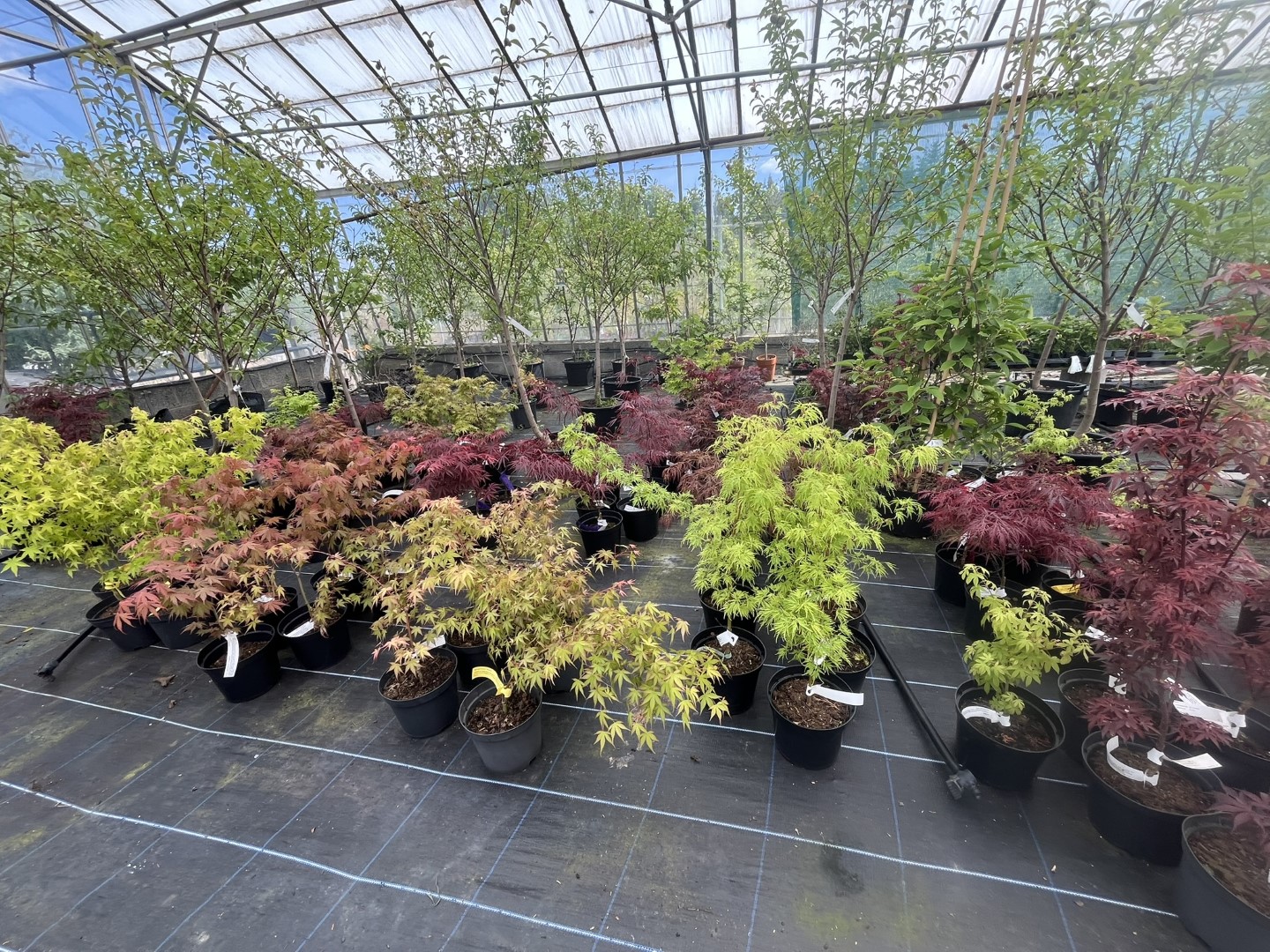 Japanese Maple Acers / Acer palmatum