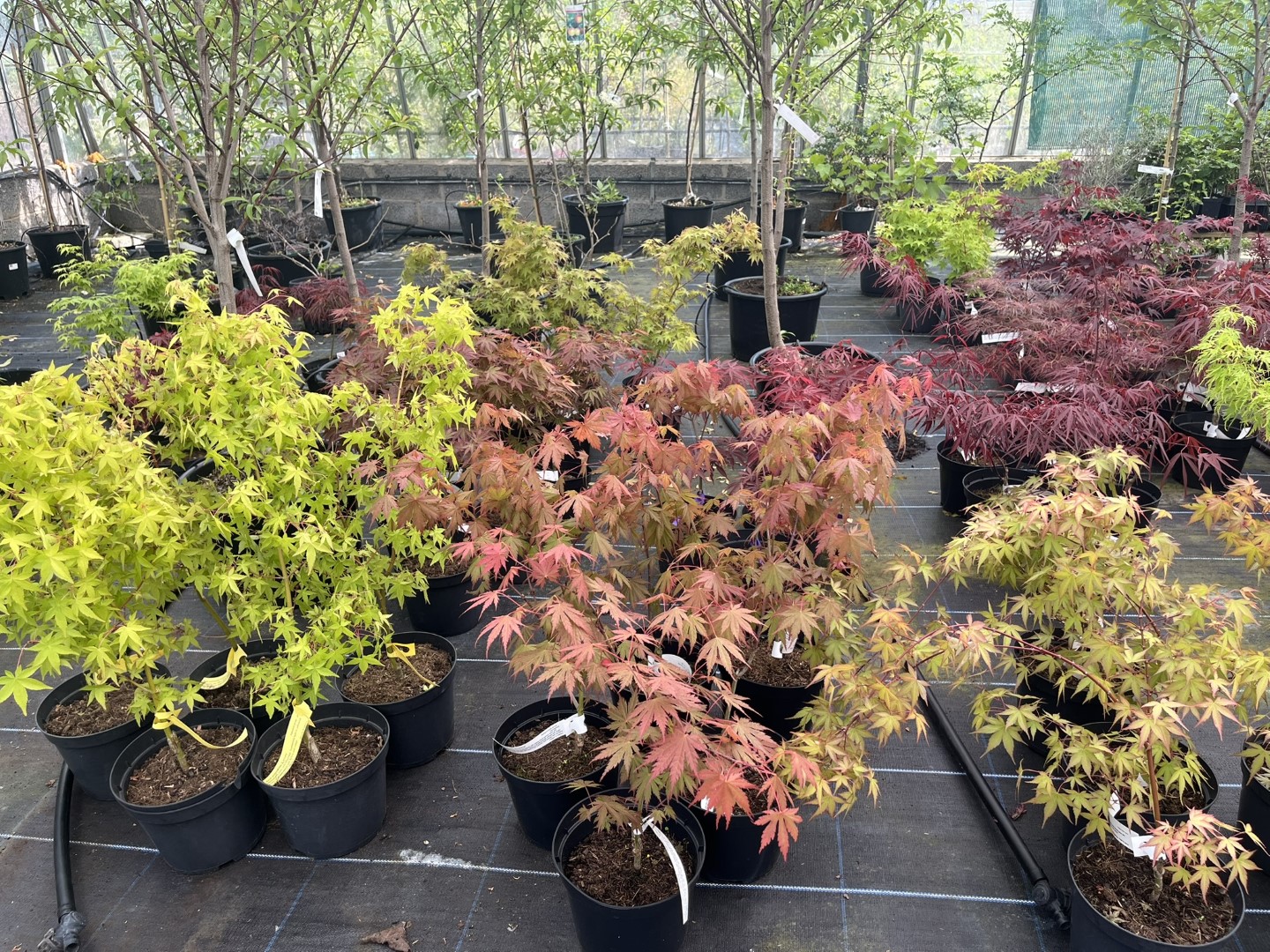 Japanese Maple Acers / Acer palmatum
