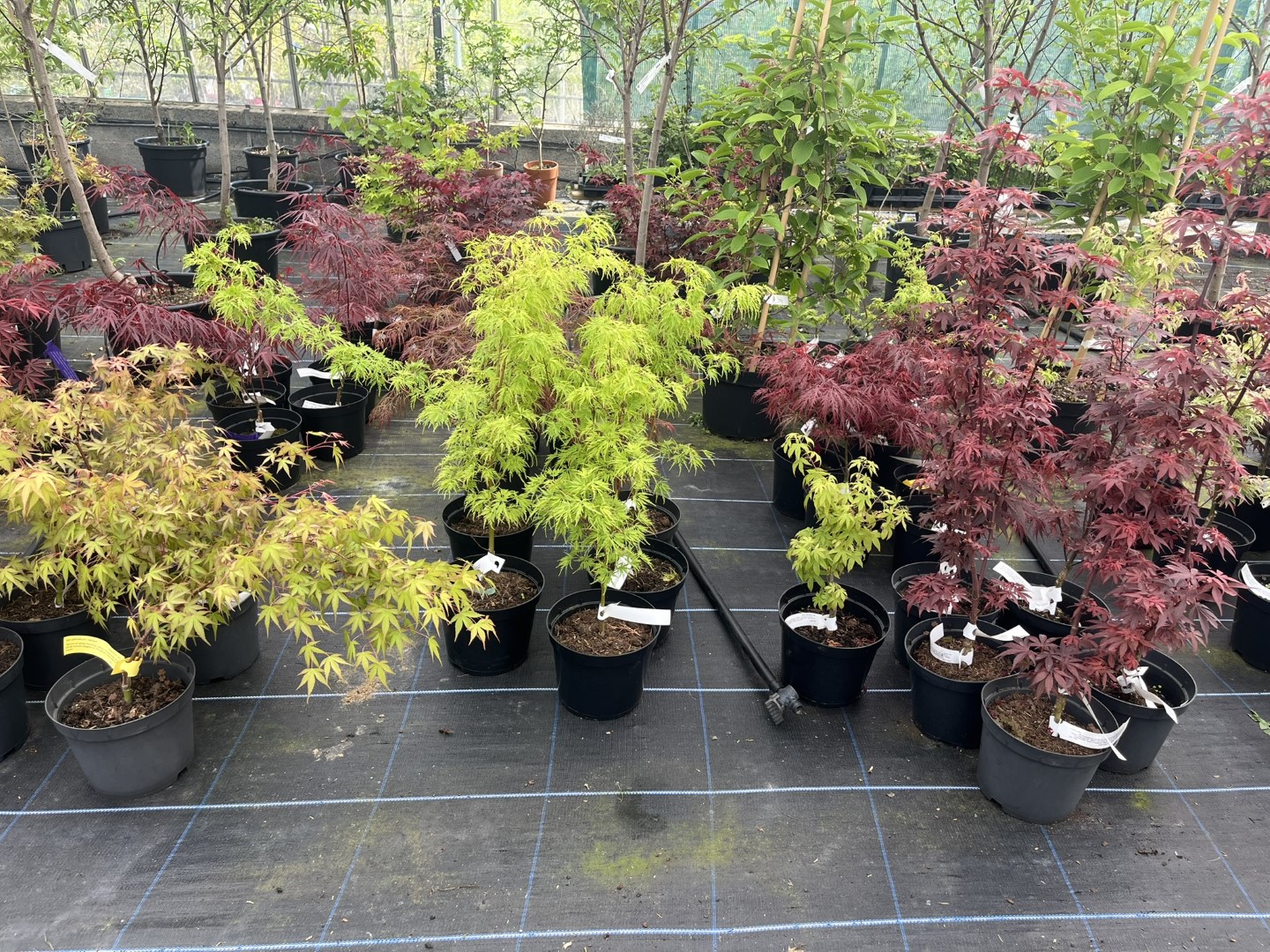 Japanese Maple Acers / Acer palmatum