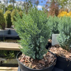 Lawson Cypress 'Chilworth Silver' (2L)