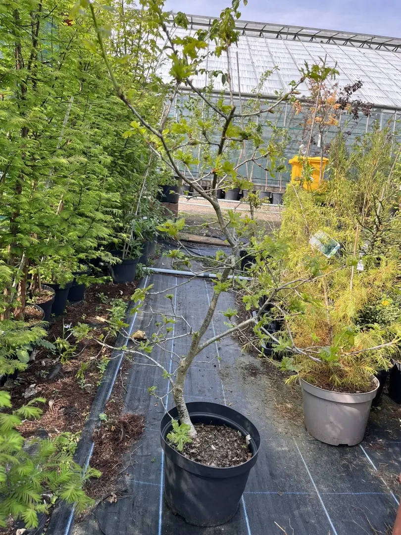 Oak Tree - Large Bonsai Starter (10L)