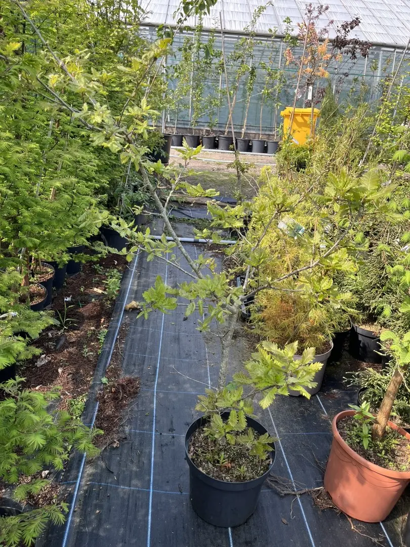 Oak Tree - Large Bonsai Starter (10L)