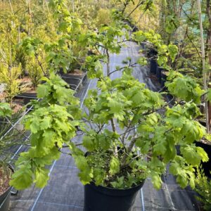 Oak Tree - Large Bonsai Starter (10L)