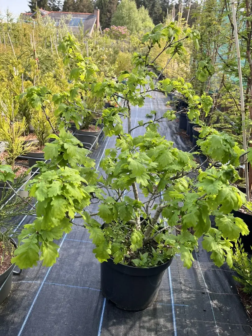 Oak Tree - Large Bonsai Starter (10L)