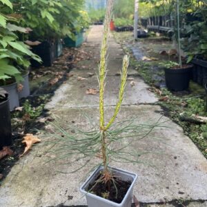 Pinus brutia - Turkish Pine / Calabrian Cluster Pine