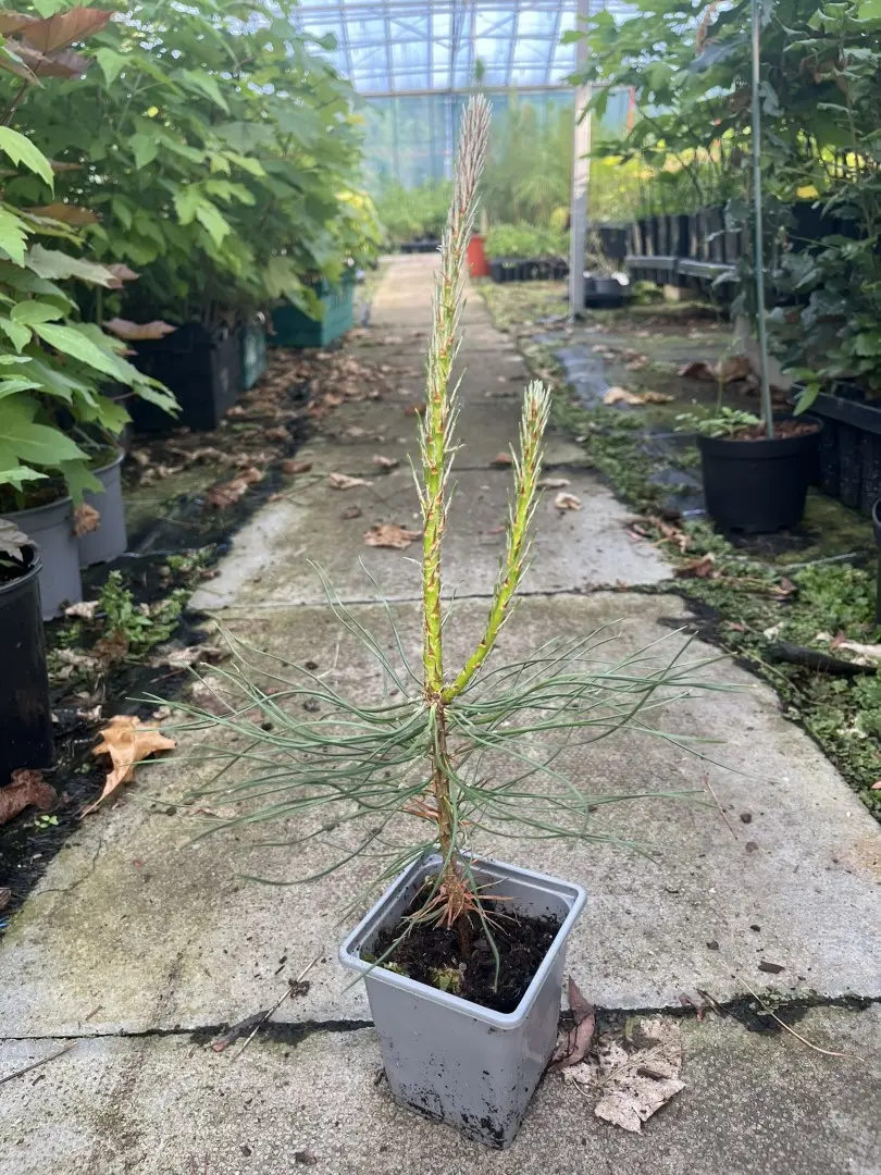 Pinus brutia - Turkish Pine / Calabrian Cluster Pine