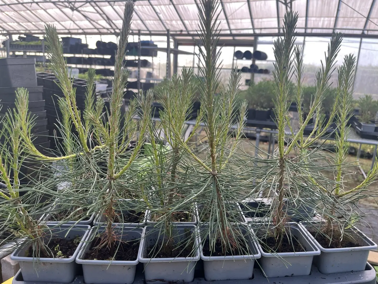 Pinus brutia - Turkish Pine / Calabrian Cluster Pine