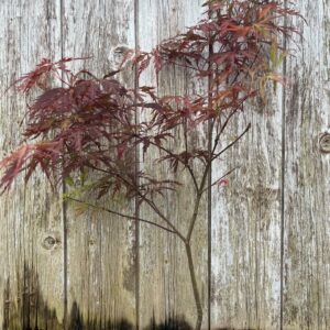 Purple Maple Acer (Bonsai Tray)