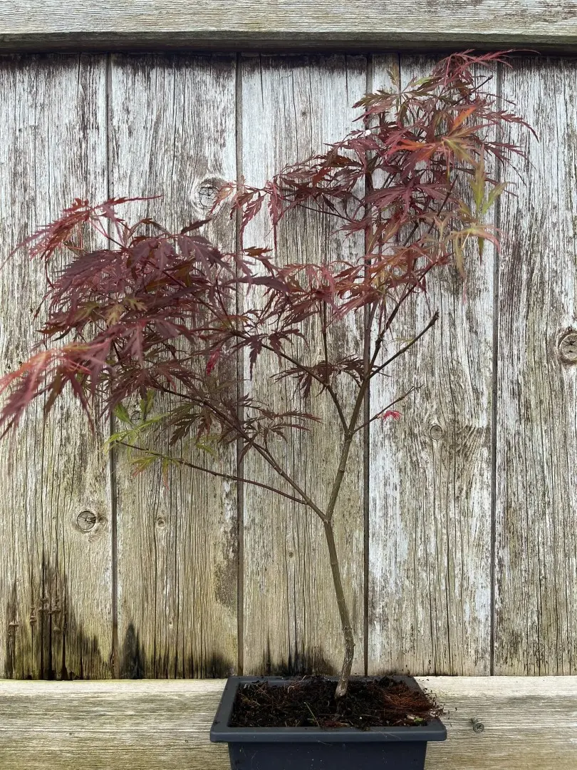 Purple Maple Acer (Bonsai Tray)