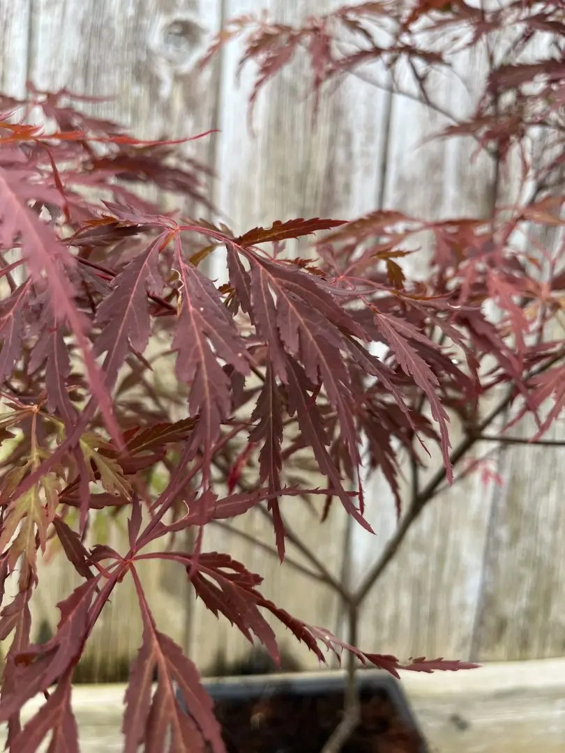 Purple Maple Acer (Bonsai Tray)