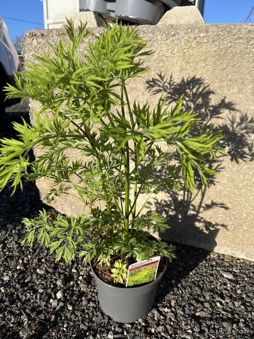 Sambucus nigra - Elder 'Golden Tower' 40/60cm