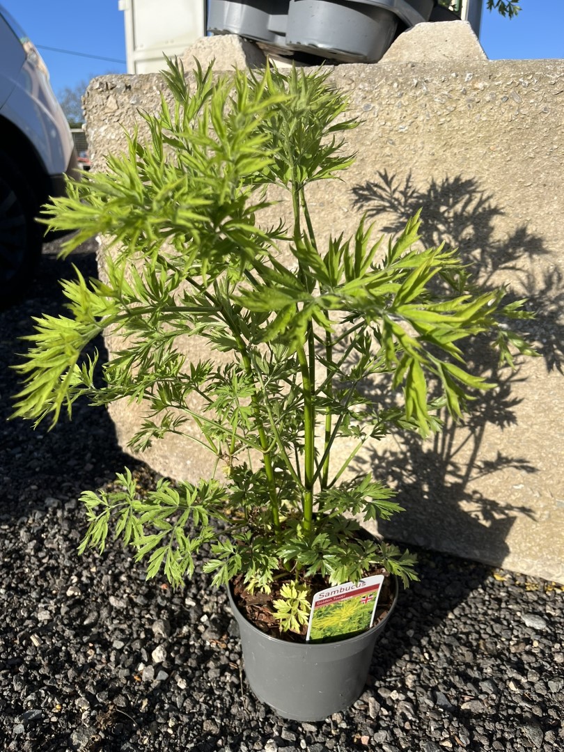 Sambucus nigra - Elder 'Golden Tower' 40/60cm