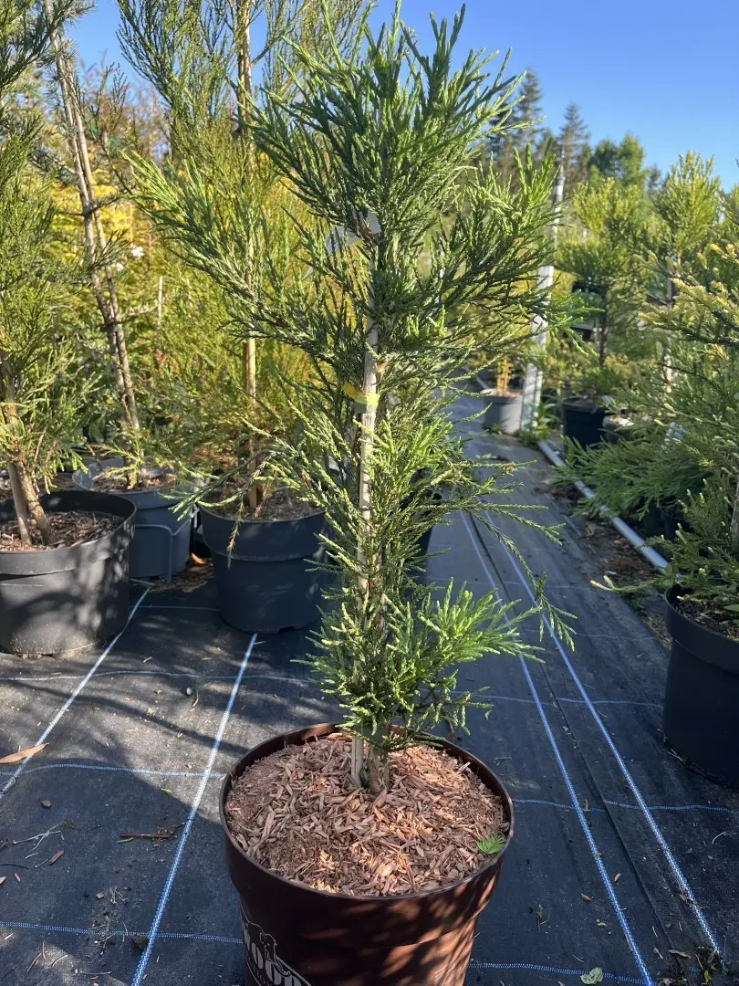 Sequoiadendron giganteum - Giant Redwood ‘Healthy Mammoth 1’
