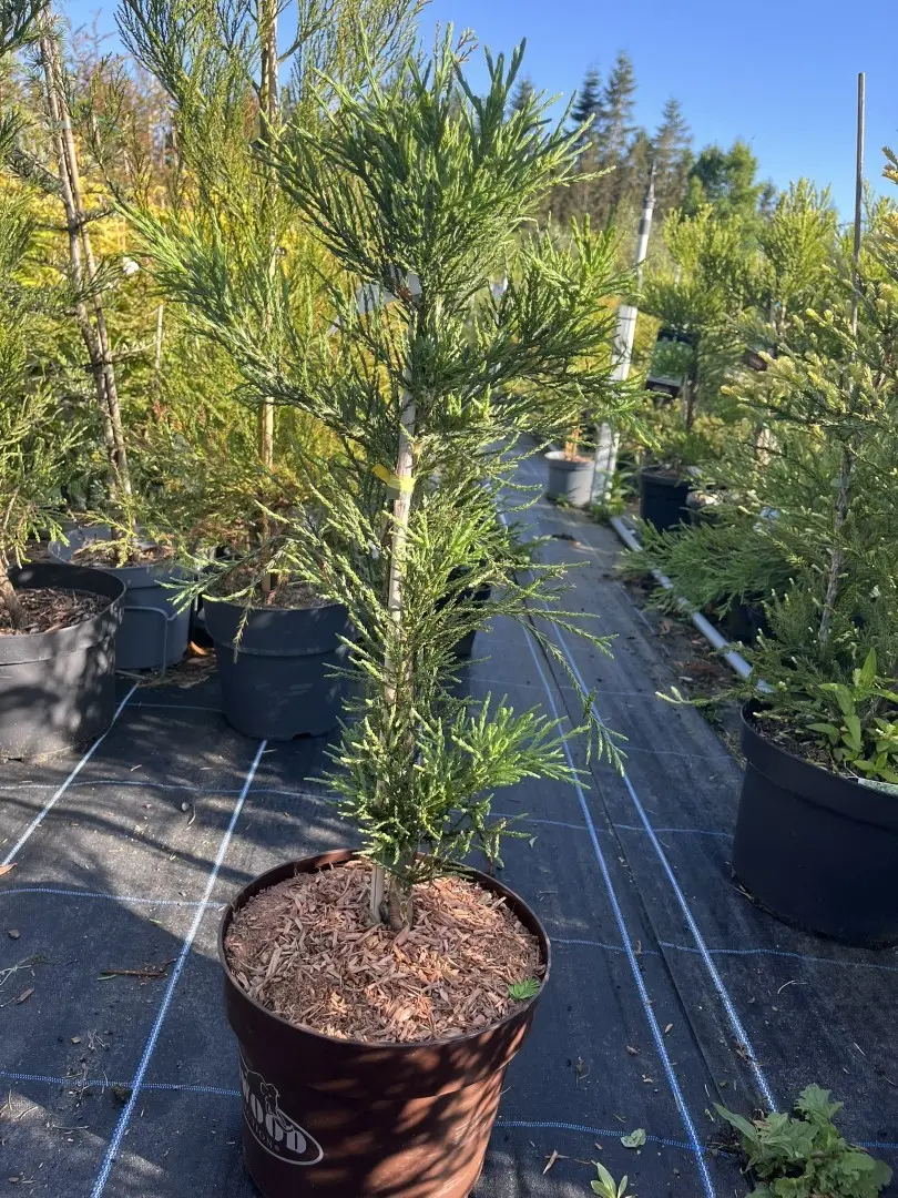 Sequoiadendron giganteum - Giant Redwood ‘Healthy Mammoth 1’