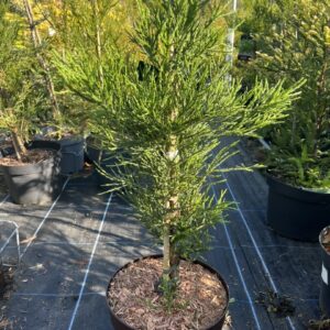 Sequoiadendron giganteum - Giant Redwood ‘Healthy Mammoth 2’