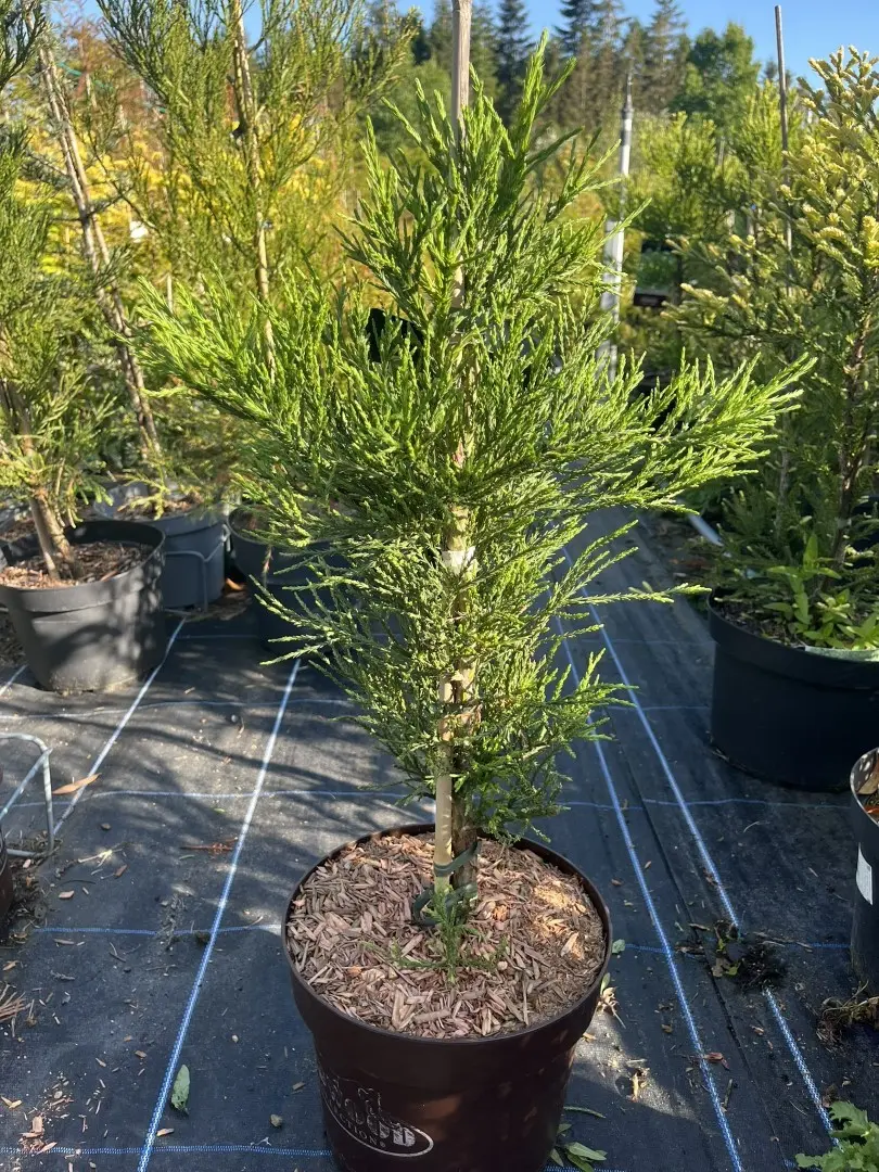 Sequoiadendron giganteum - Giant Redwood ‘Healthy Mammoth 2’