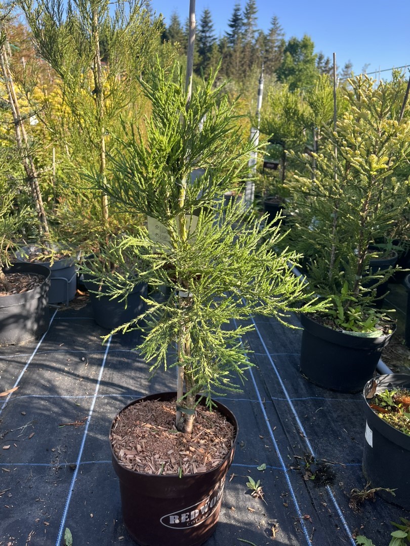 Sequoiadendron giganteum - Giant Redwood ‘Healthy Mammoth 2’