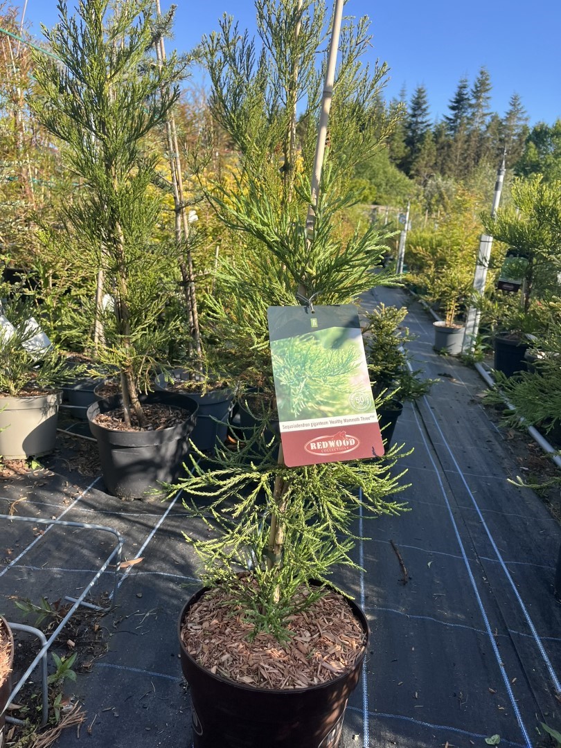Sequoiadendron giganteum - Giant Redwood ‘Healthy Mammoth 3’