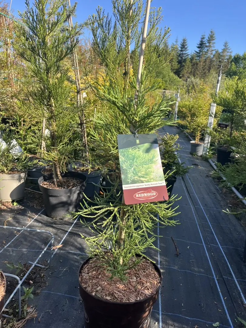Sequoiadendron giganteum - Giant Redwood ‘Healthy Mammoth 3’