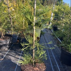Sequoiadendron giganteum - Giant Redwood ‘Healthy Mammoth 3’