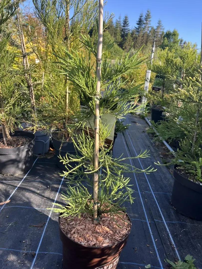 Sequoiadendron giganteum - Giant Redwood ‘Healthy Mammoth 3’