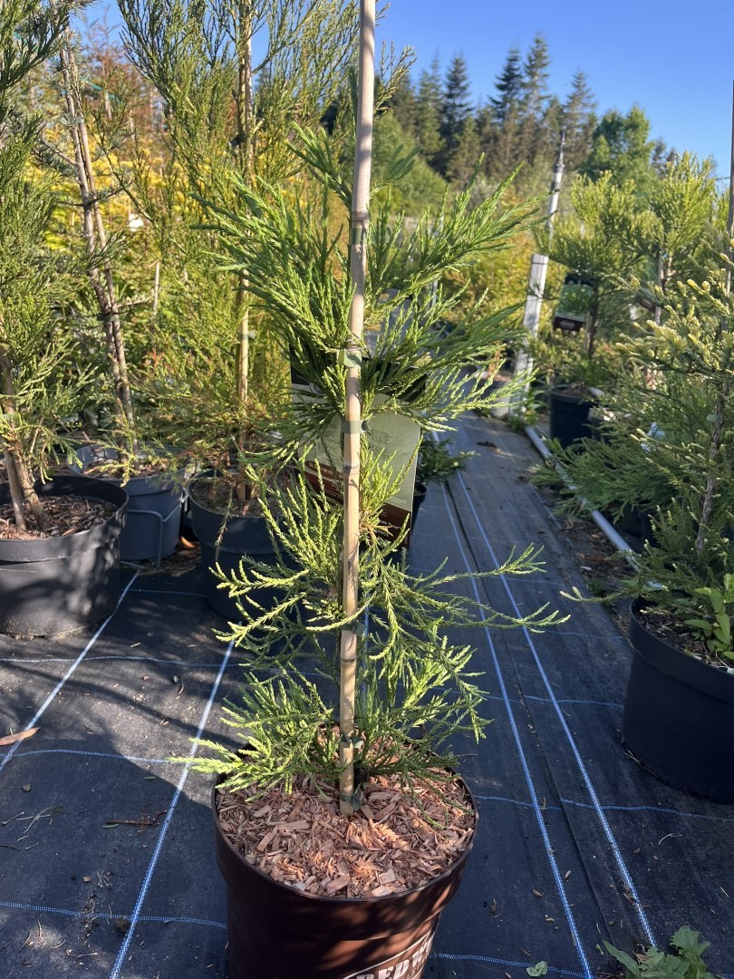 Sequoiadendron giganteum - Giant Redwood ‘Healthy Mammoth 3’
