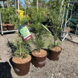 Sequoiadendron giganteum - Giant Redwood ‘Healthy Mammoths’