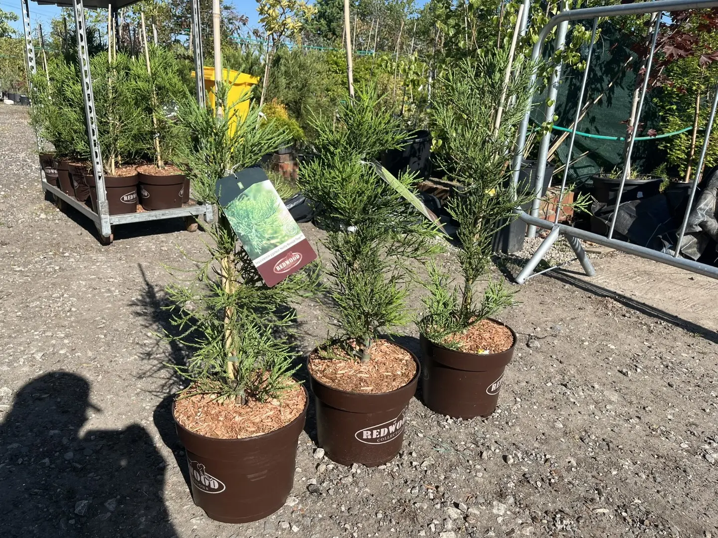 Sequoiadendron giganteum - Giant Redwood ‘Healthy Mammoths’