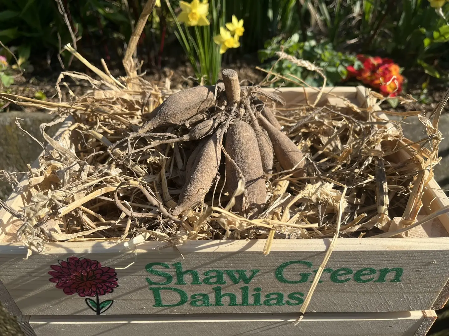 Shaw Green Dahlias - UK Stocked Dahlia Tubers