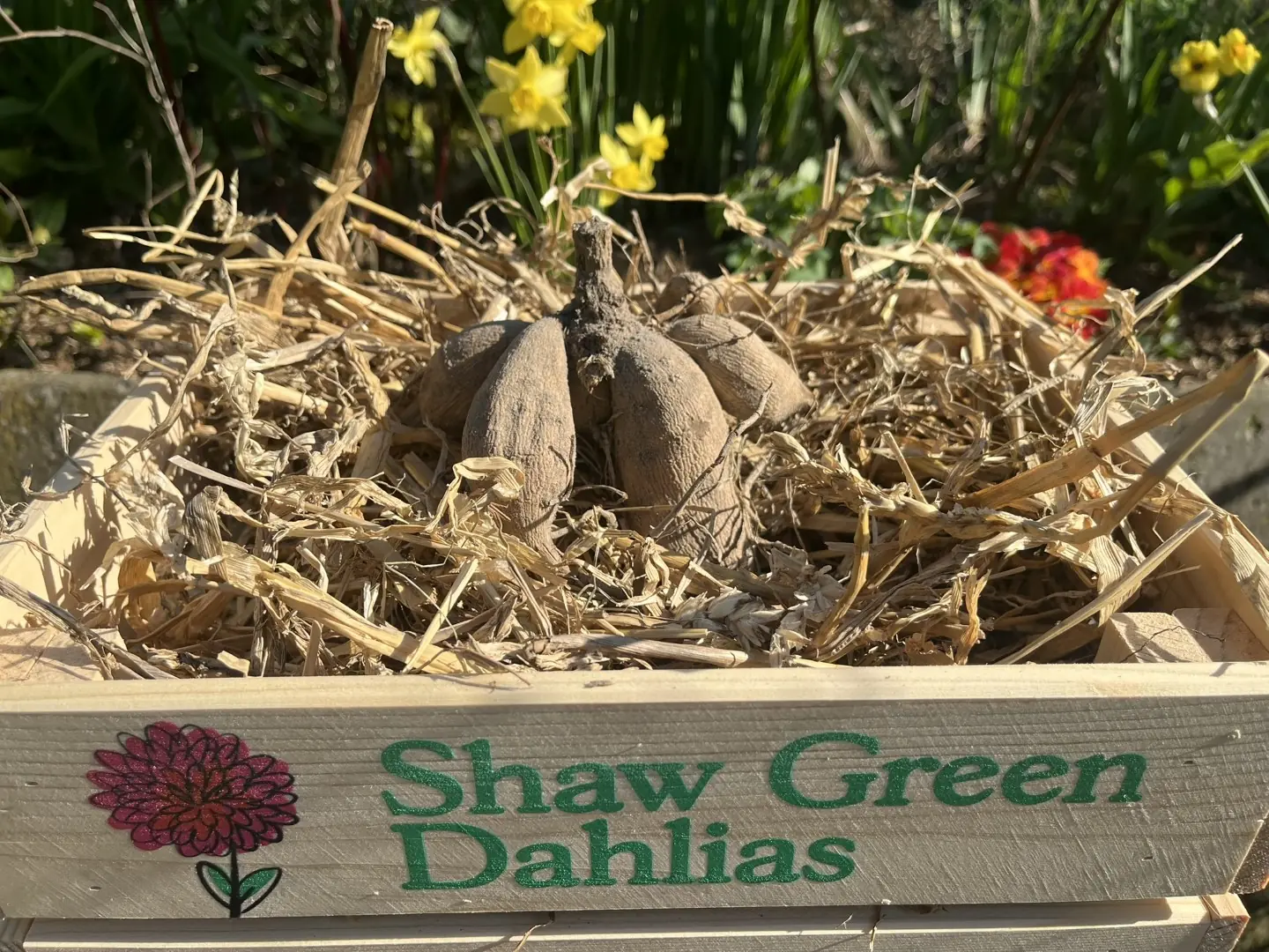 Shaw Green Dahlias - UK Stocked Dahlia Tubers