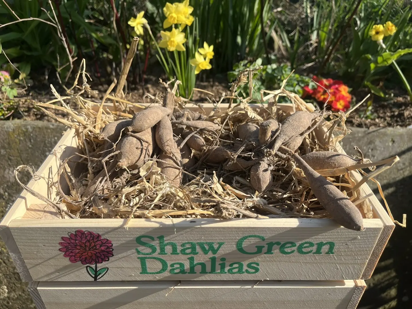Shaw Green Dahlias - UK Stocked Dahlia Tubers