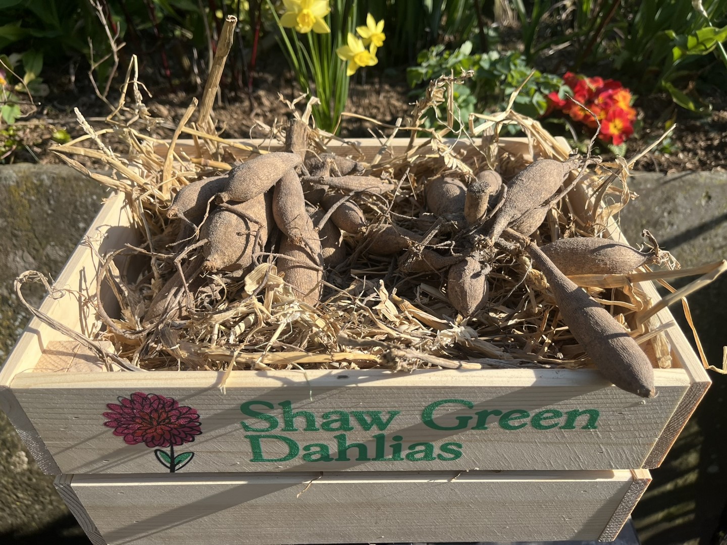 Shaw Green Dahlias - UK Stocked Dahlia Tubers