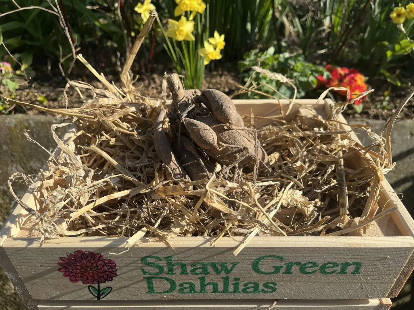 Shaw Green Dahlias - UK Stocked Dahlia Tubers