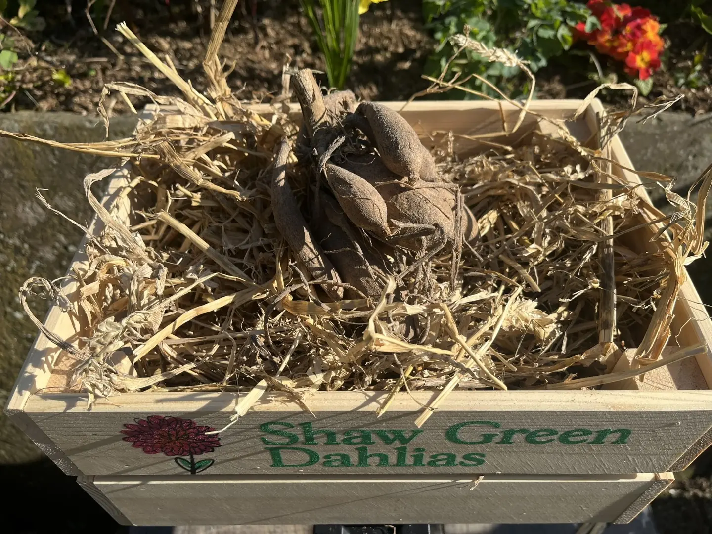Shaw Green Dahlias - UK Stocked Dahlia Tubers