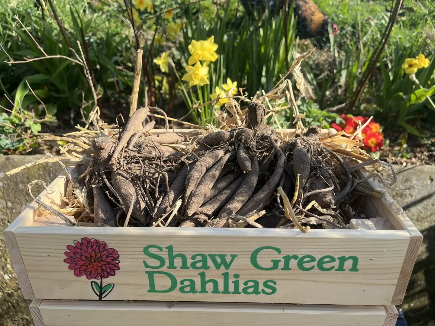 Shaw Green Dahlias - UK Stocked Dahlia Tubers