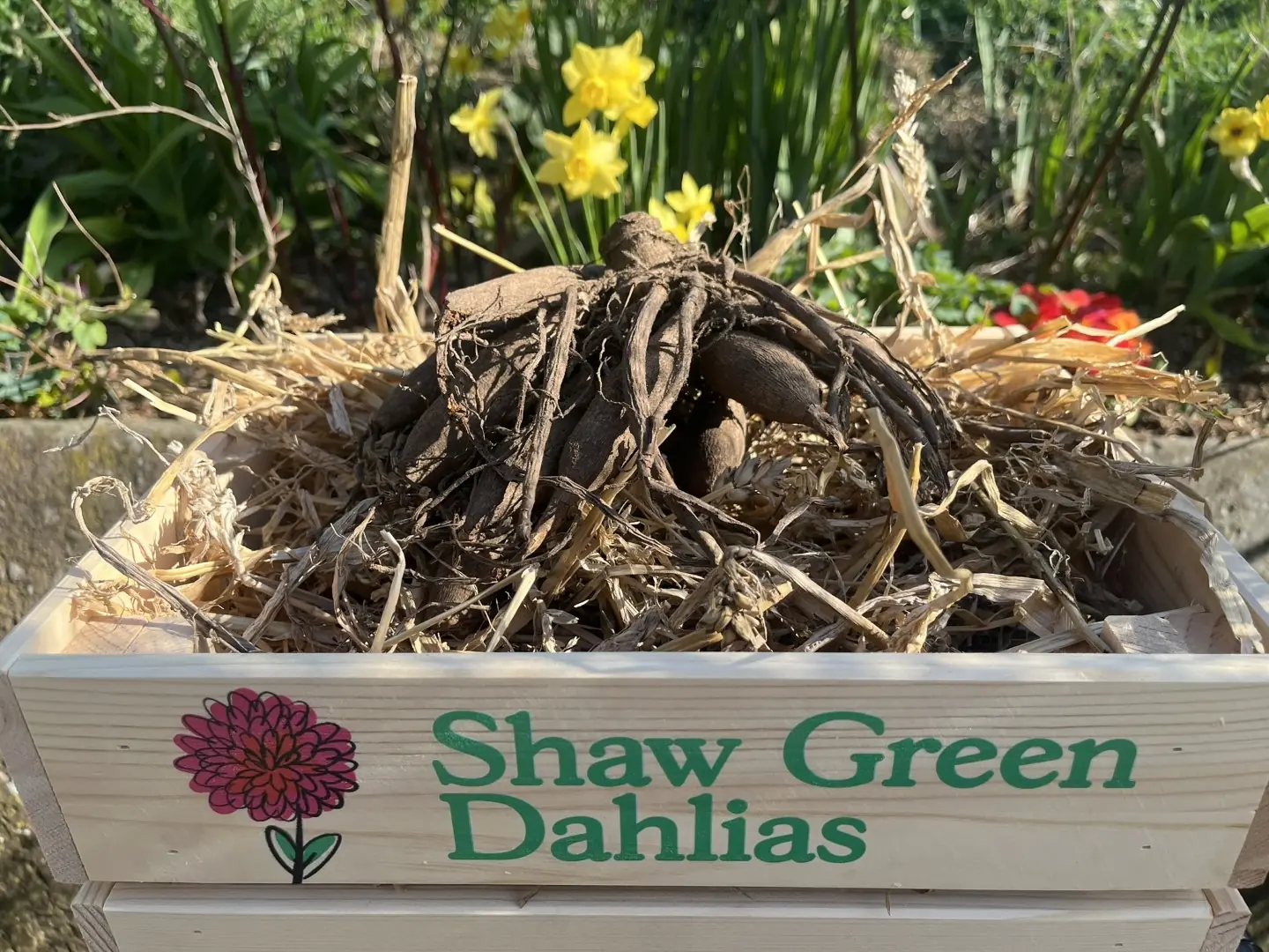 Shaw Green Dahlias - UK Stocked Dahlia Tubers