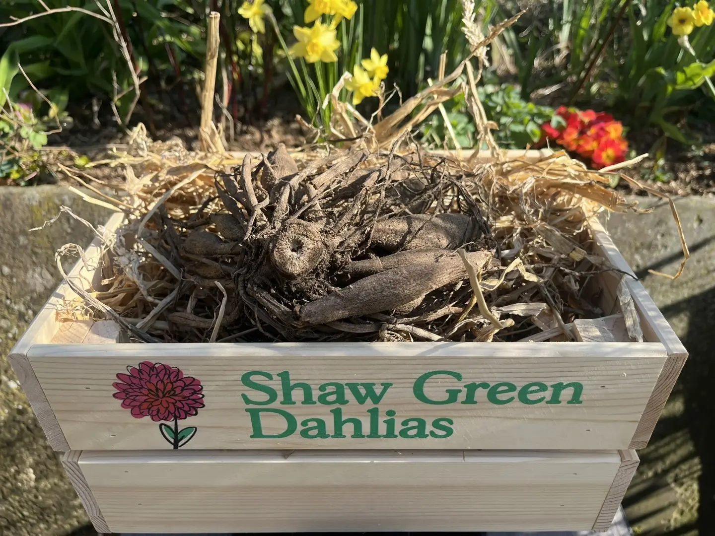 Shaw Green Dahlias - UK Stocked Dahlia Tubers