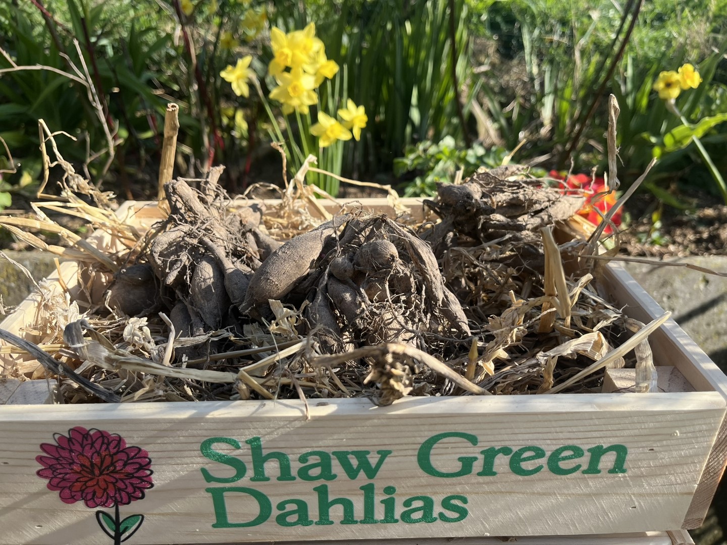 Shaw Green Dahlias - UK Stocked Dahlia Tubers