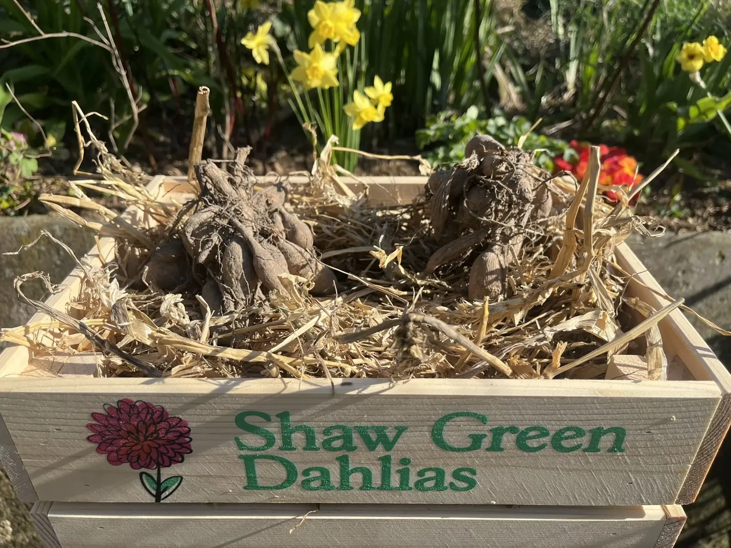Shaw Green Dahlias - UK Stocked Dahlia Tubers