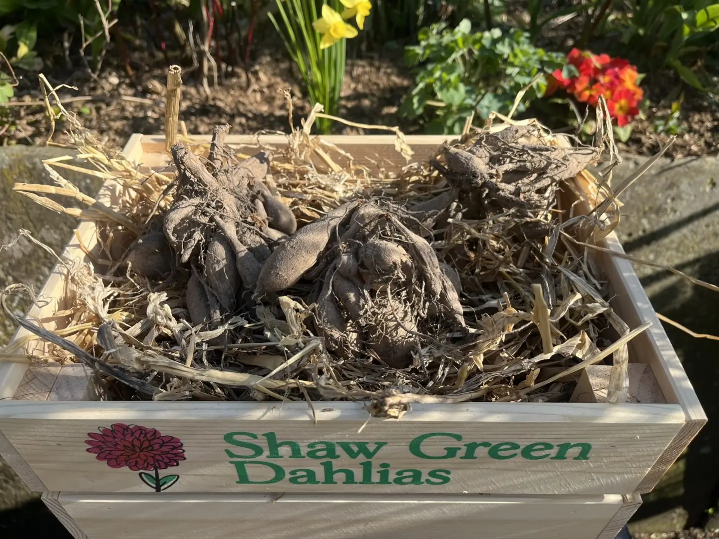 Shaw Green Dahlias - UK Stocked Dahlia Tubers