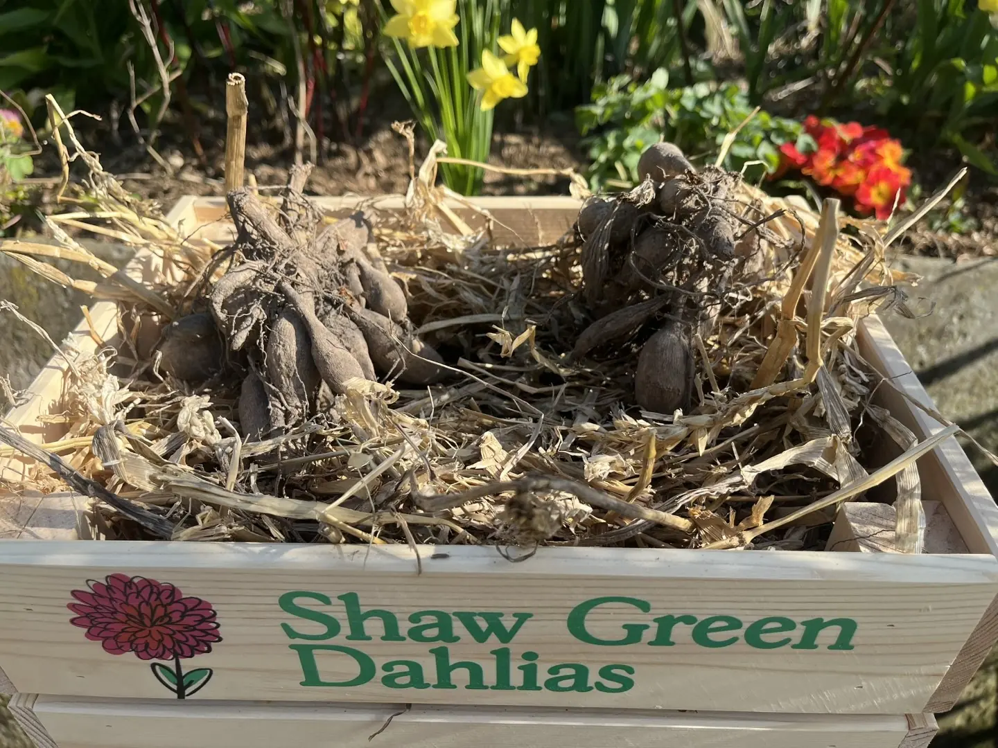 Shaw Green Dahlias - UK Stocked Dahlia Tubers