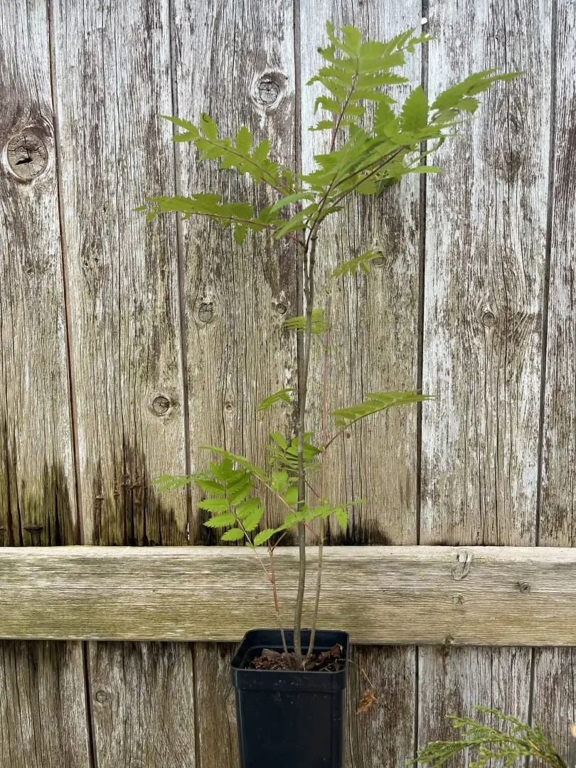 Sorbus aucuparia - Rowan Mountain Ash